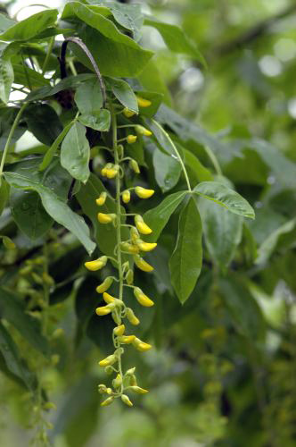 Laburnum anagyroides flower