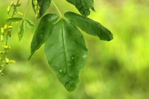 Laburnum anagyroides leaf