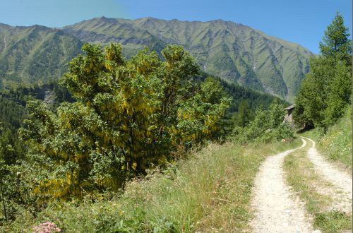 Laburnum anagyroides complete plant