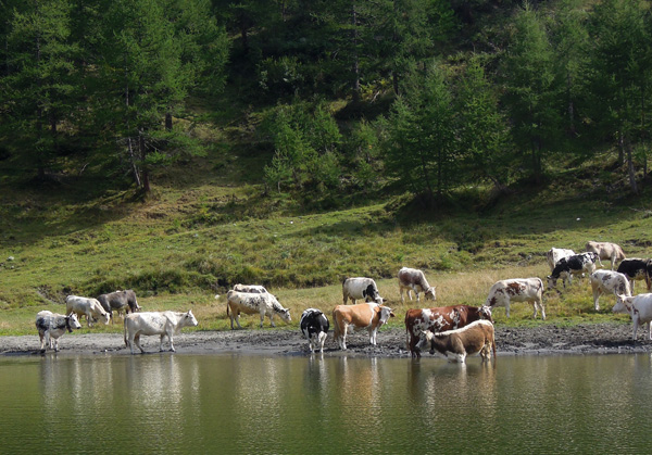 Lago di B d Col Prali Praly Germanasca Vacche alpeggi