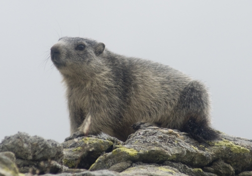 Marmota marmotta