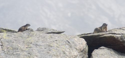 Marmota marmotta