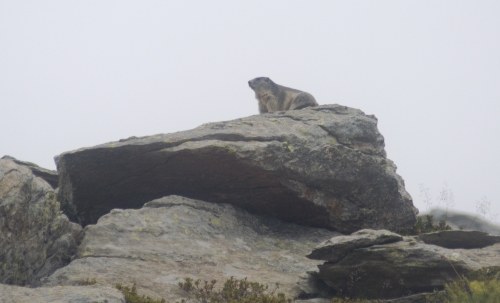 Marota marmotta vedetta