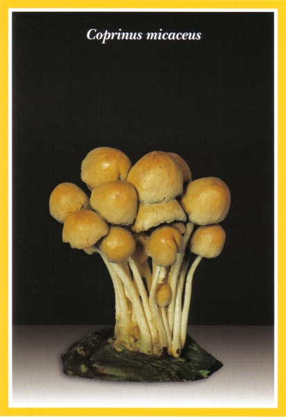 Coprinus micaceus