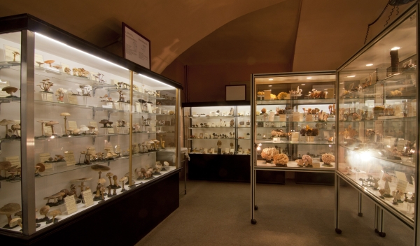 Collezione micologica Mario Strani