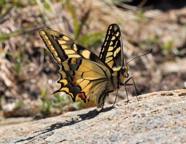 Papilio machaon macaone