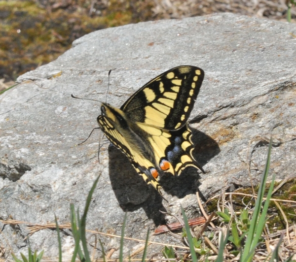 Papilio machaon macaone