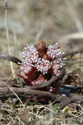 flowered