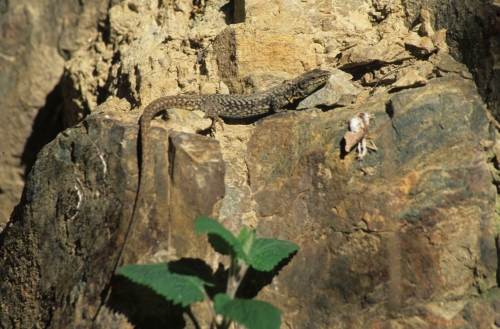 Wall lizard Podaciris muralis