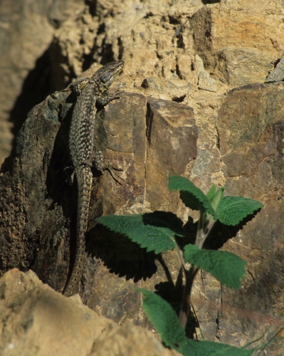 Wall lizard Podaciris muralis