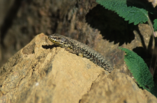 Lucertola muraiola Podaciris muralis