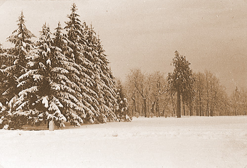 Alberi del Valentino Torino guerra 1940 1941