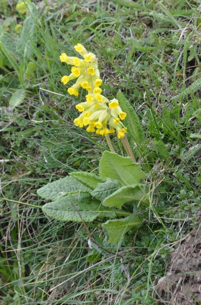 Primula farinosa