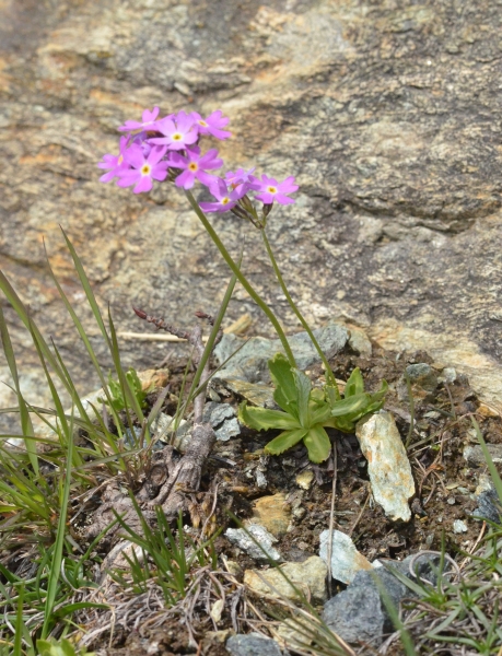 Primula farinosa