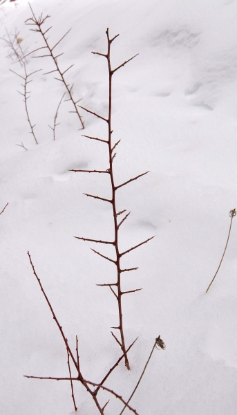 Prunus spinosa winter