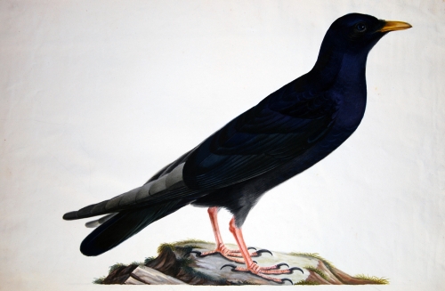 Pyrrhocorax graculus Gracchio Goante