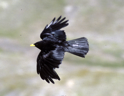 Pyrrhocorax graculus Gracchio