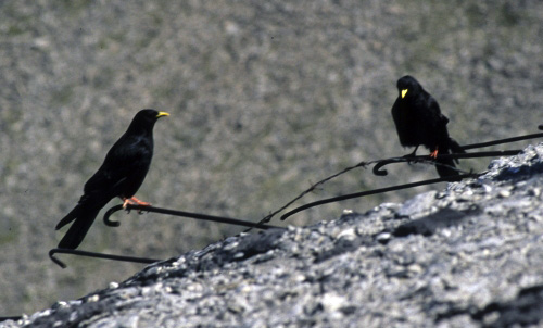 Pyrrhocorax graculus Gracchio