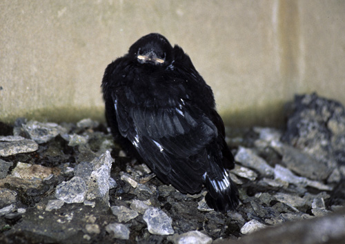 Pyrrhocorax graculus Gracchio pullo