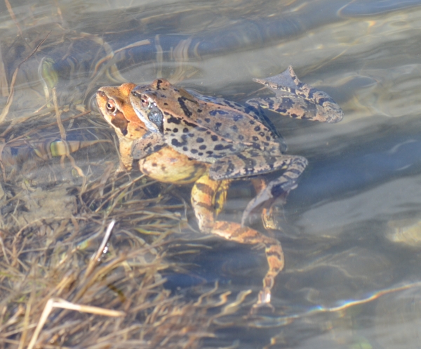 Rana temporaria accoppiamento