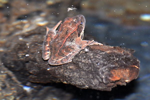 Rana temporarioa Vallone delle miniere