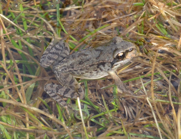 Rana temporaria