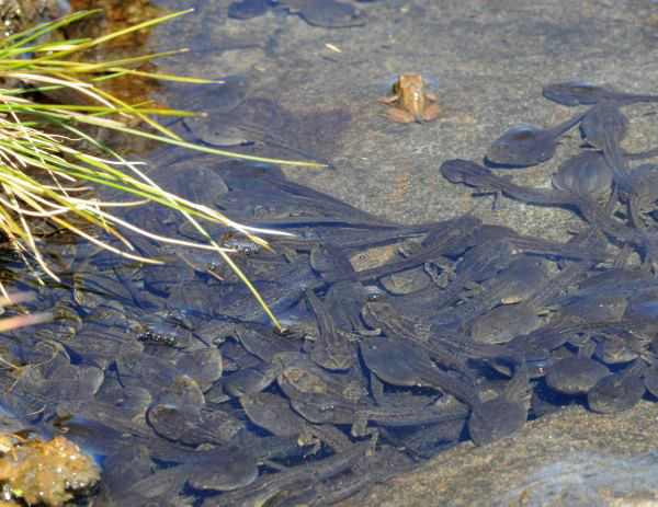 Rana temporaria metamorfosi