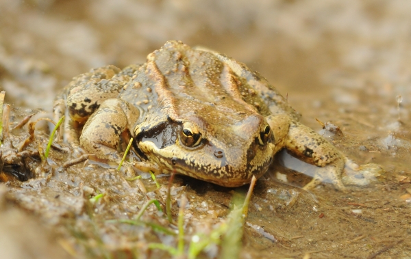 Rana Temporaria Tredici Laghi