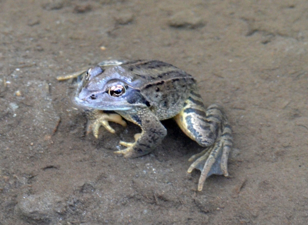 Rana Temporaria