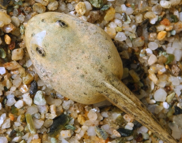 Tadpole Rana temporaria albino white Prali Praly