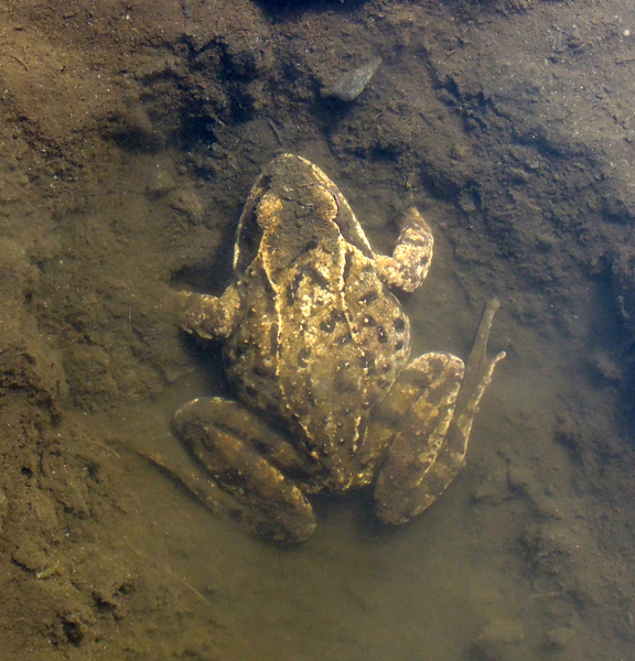 Tadpole Rana temporaria albino white Prali Praly