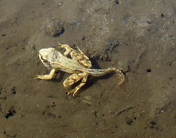 Tadpole Rana temporaria albino white Prali Praly