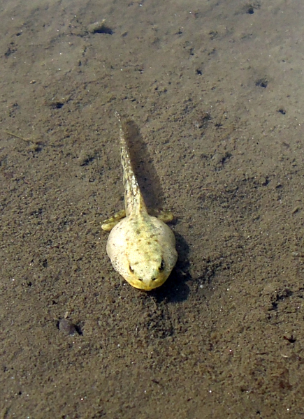 Tadpole Rana temporaria albino white Prali Praly