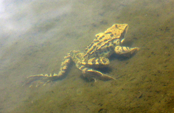 Girino Rana temporaria albina bianca Prali Pralyy