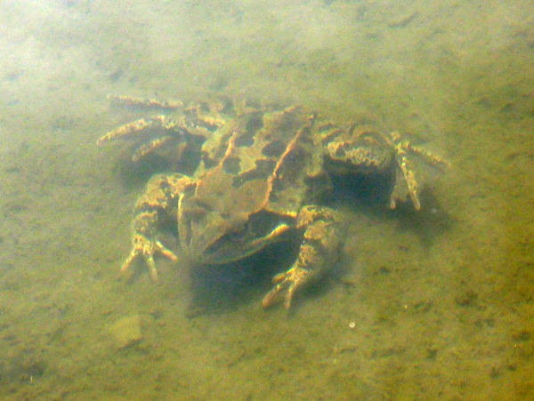 Girino Rana temporaria albina bianca Prali Praly