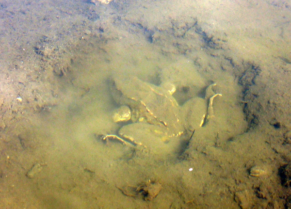 Tadpole Rana temporaria albino white Prali Praly