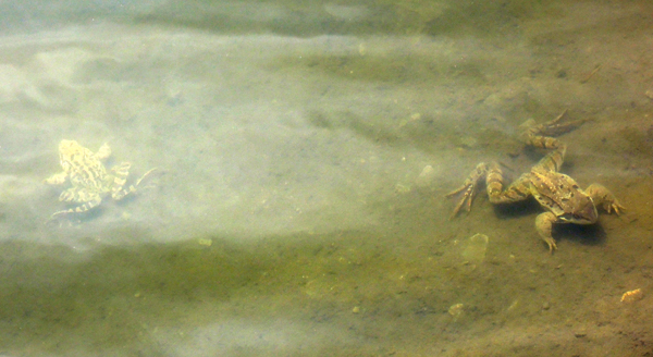 Tadpole Rana temporaria albino white Prali Praly