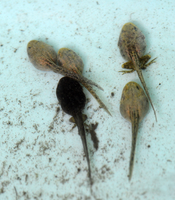 Tadpole Rana temporaria albino white Prali Praly