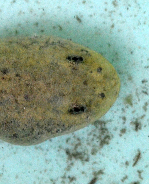 Tadpole Rana temporaria albino white Prali Praly