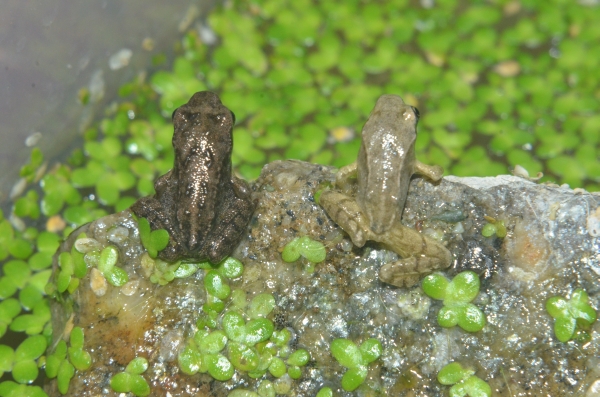 Tadpole Rana temporaria albino white Prali Praly