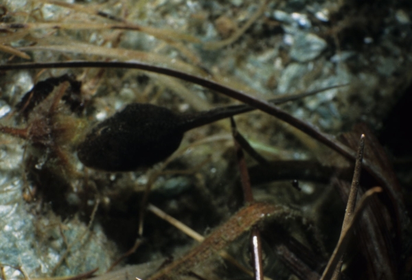 Rana temporaria girino svernante