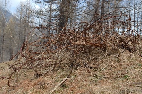 barbed wire