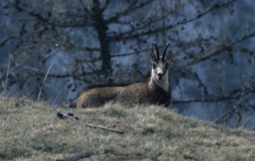 Rupicapra rupicapra chamois male