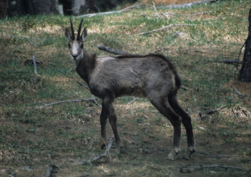 Rupicapra rupicapra femmina camoscio