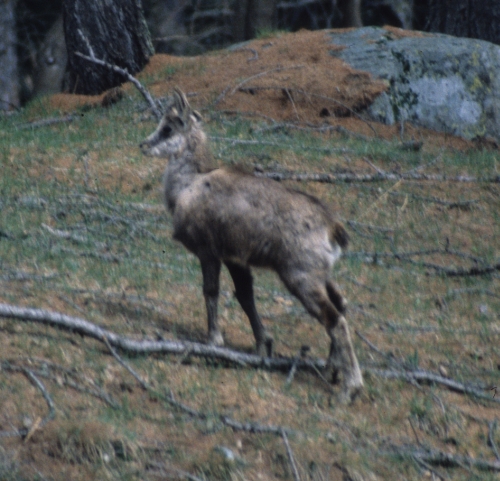 Rupicapra rupicapra yearling camoscio