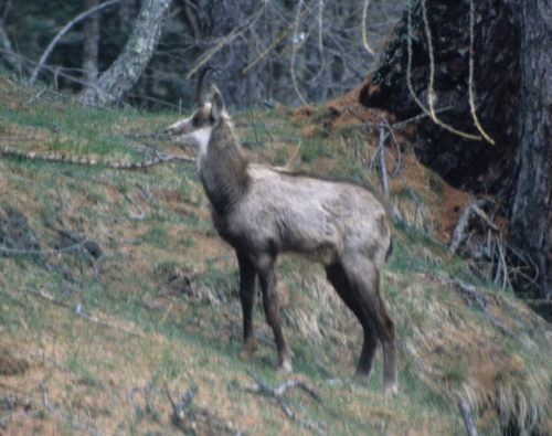 Rupicapra rupicapra camoscio femmina