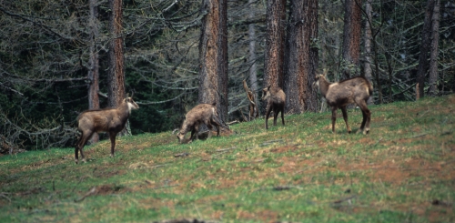 Camosci al pascolo Rupicapra rupicapra