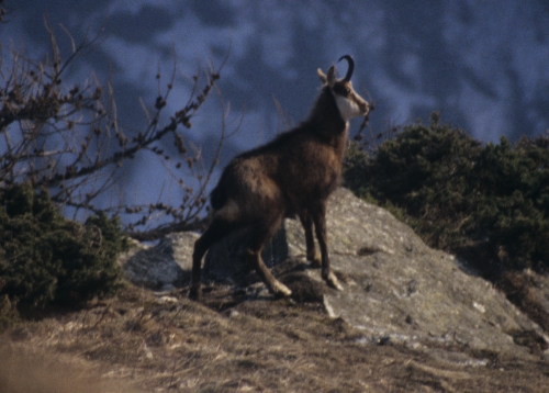 Rupicapra rupicapra male chamois