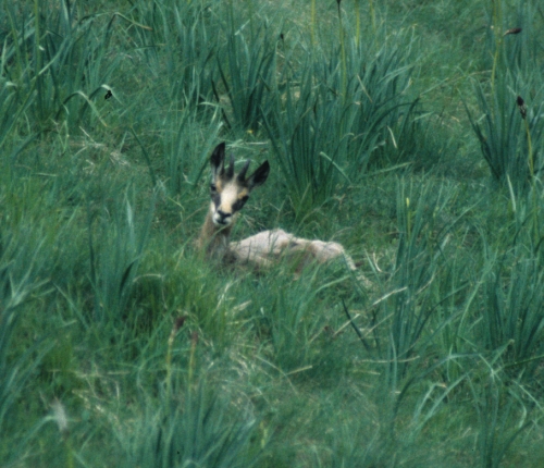 Rupicapra rupicapra yearling chamois