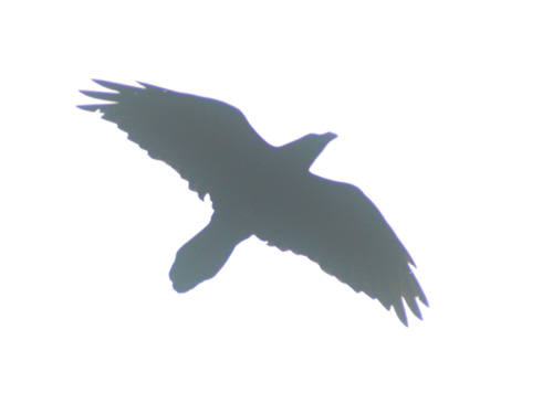 Silohuette di un Corvo imperiale Corvus corax
